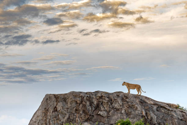 istock Lioness on rock in beautiful African sky 1218814513