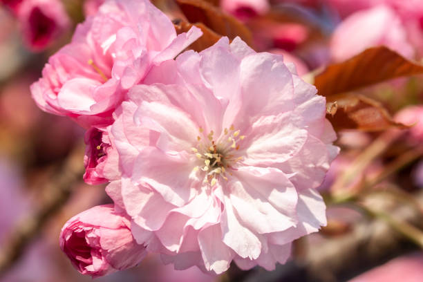 istock beautiful cherry blossom macro pink flower 1218814594