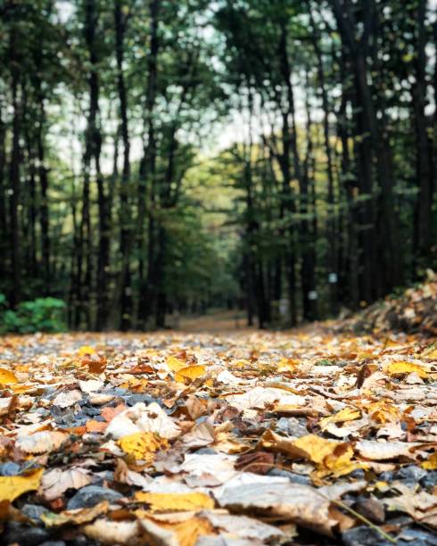 istock Autumn in forest, Nature 1218814710