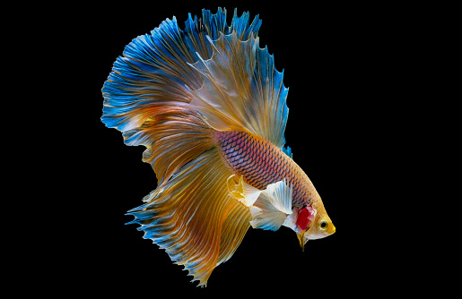 Isolated yellow blue Siamese fighting betta fish with swim to right side on dark background.