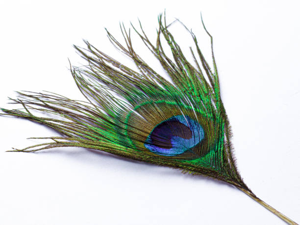 istock Peacock feather isolated images with white background. 1218815374