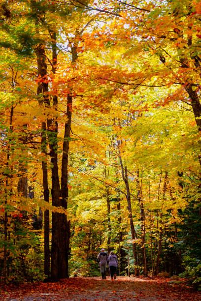 istock Autumn Country Road 1218816578