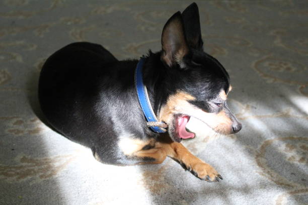 istock Russian toy Terrier small dog basking in the sun 1218816610
