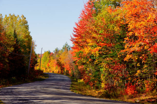 Autumn Country Road