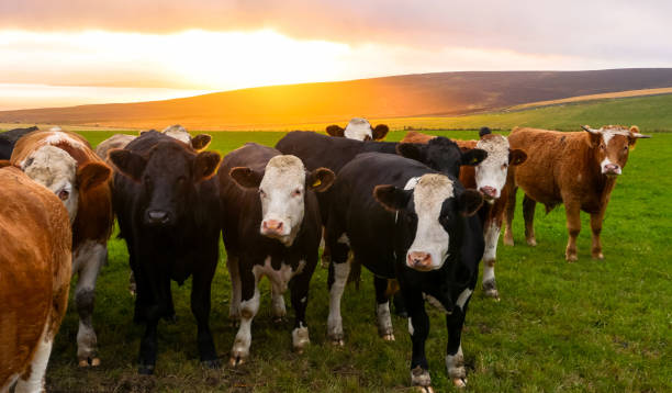 istock Cows at Orkney Islands, Scotland / UK 1218817897