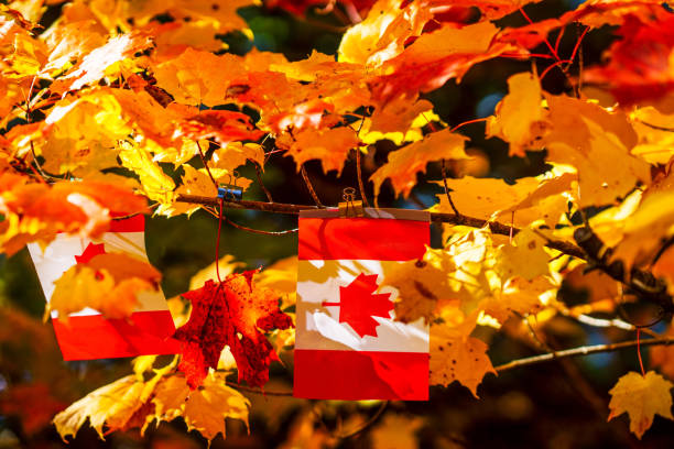 istock Canadian flag in maple leaf 1218818679