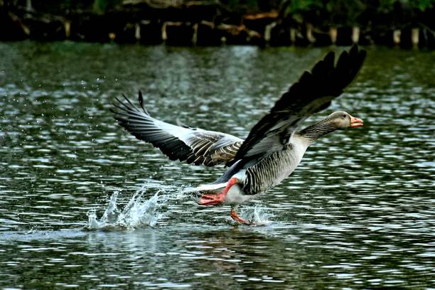 istock Goose running over water 1218818851