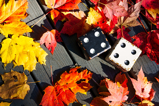 Casino dice in maple leaves