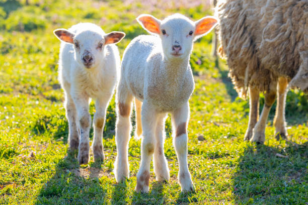 istock pair of cute lambs on fresh spring pasture 1218819687