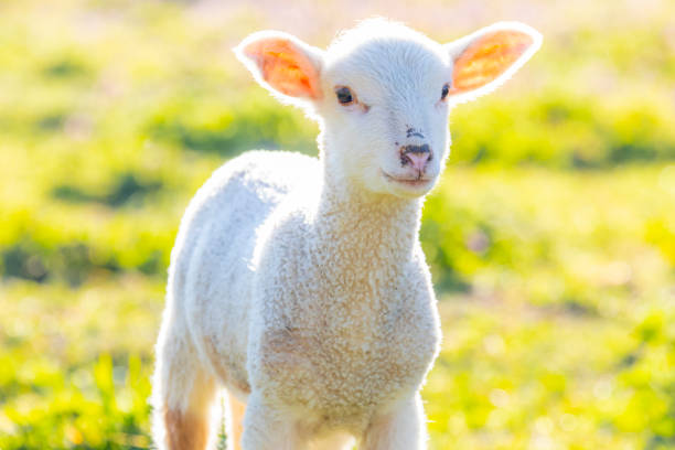 istock Young cute lamb on fresh spring meadow, closeup 1218820450