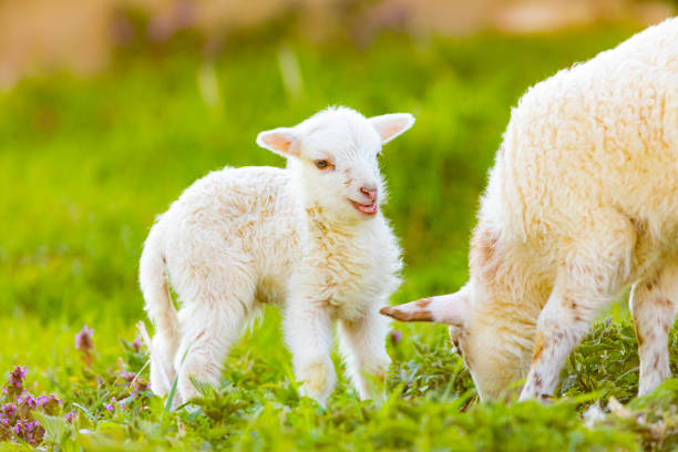 istock very young cute lamb on fresh spring meadow 1218820501