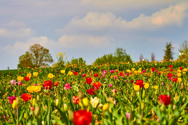 istock Red yellow tulip field 1218820627