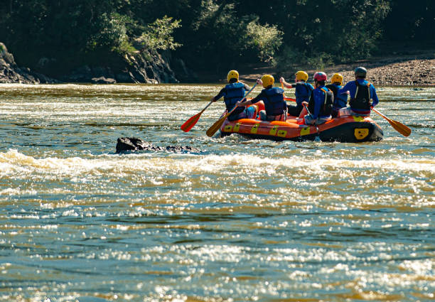 grupo de amigos fazendo rafting em um barco inflável nas corredeiras do rio itajaí-açu, na cidade de apiúna, em santa catarina. um dos melhores rios do brasil para praticar esse esporte - teamwork oar achievement sports team - fotografias e filmes do acervo