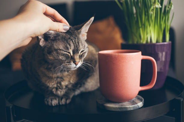 Relaxing at home after work day petting cute cat and drinking cup of tea from ceramic cup.
