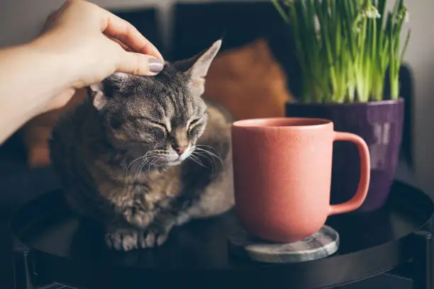 Photo of Relaxing at home after work day petting cute cat and drinking cup of tea from ceramic cup.