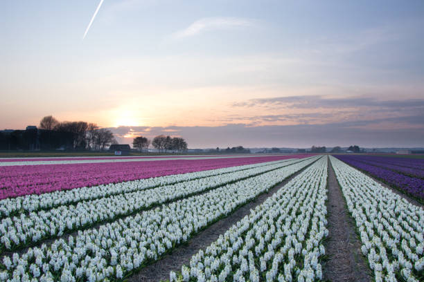 istock Pink, purple and white hyacinth field at sunset 1218821897