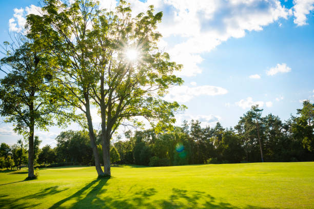 istock Green field, tree and blue sky.Great as a background,web banner 1218821980