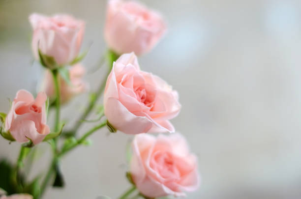 istock Small pink roses on a blurry background 1218822207