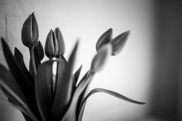 istock Flowers, Tulips in Vase, Black and white 1218822351