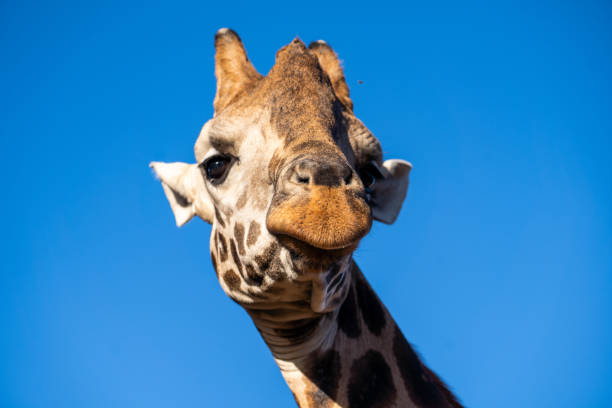 istock Photo of giraffe 1218823096
