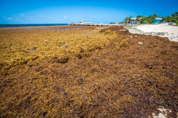 Brown Sargassum Seaweed In Caribbean Cayman Islands Waves Of Seaweed, West Bay Boat Dock, Grand Cayman, Cayman Islands sargassum stock pictures, royalty-free photos & images