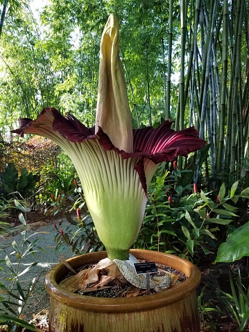 The corpse flower or Amorphophallus titanum in a rare bloom in Loxahatchee Florida. This was planted in 2006. Once it opens the smell is like that of a corpse. That's where it gets its name.  The bloom last a few hours than eventually in collapses within days.