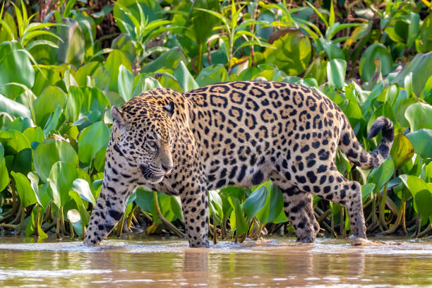 istock Jaguar walking through a river in the Pantanal 1218824273
