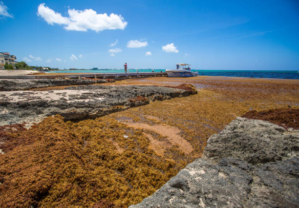Brown Sargassum Seaweed In Caribbean Cayman Islands Waves Of Seaweed, West Bay Boat Dock, Grand Cayman, Cayman Islands sargassum stock pictures, royalty-free photos & images