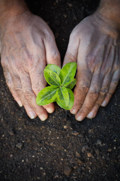 istock Hands Planting The Seedlings Into The Ground 1218824512