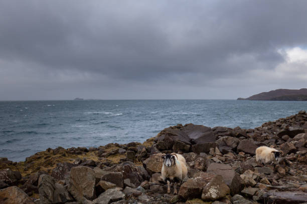 istock Typical scottish rocky coast with sheep 1218824640