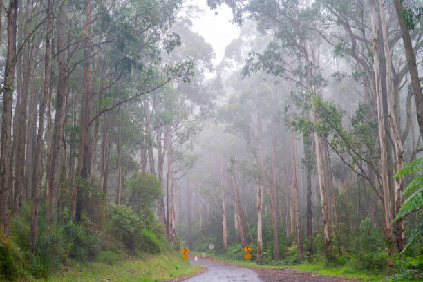 Driving through mist and forest on popular tourist route of  Great Ocean Road in Victoria Australia.