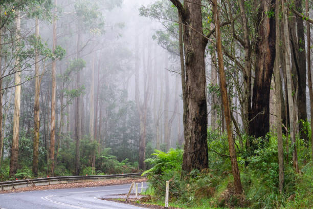 istock Driving through mist and forest on Great Ocean Road 1218826623
