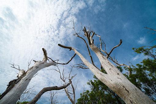 Two dead gum trees reaching skyward in f1orest of bare  dead wriggly trees in Great Otway National Park, Victoria, Australia.