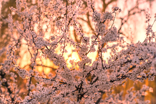 Blooming cherry and plum at sunset in the Alps are very beautiful. Pure nature pleases a person with ecological beauty and a symbol of spring.