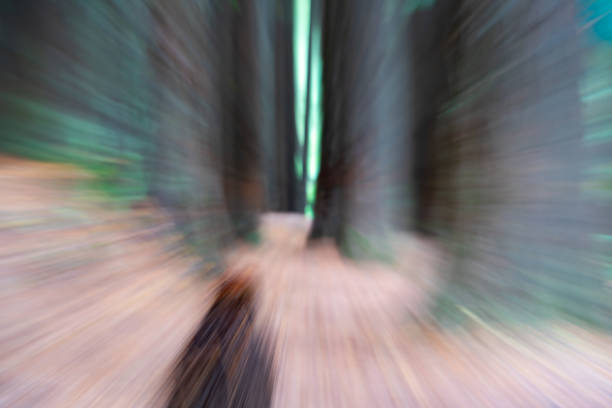 istock Redwood forest trees and effects. 1218827427
