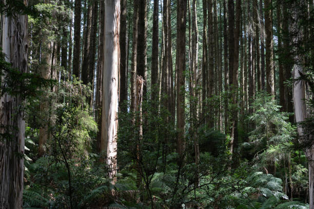istock Australian forest of densley growing eucalyptus and other trees. 1218827439