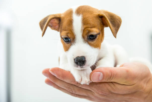 istock Little Jack Russell Terrier puppy. 1218827536