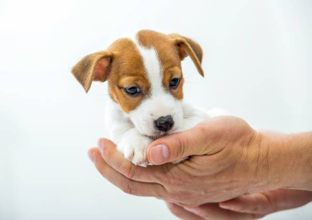 istock Little Jack Russell Terrier puppy. 1218827541