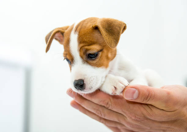 istock Little Jack Russell Terrier puppy. 1218827551