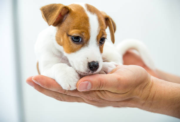 istock Little Jack Russell Terrier puppy. 1218827563