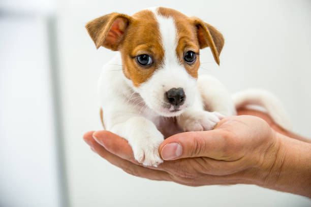 istock Little Jack Russell Terrier puppy. 1218827564