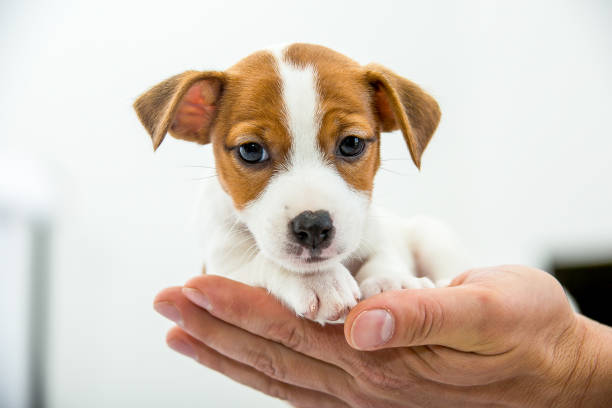 istock Little Jack Russell Terrier puppy. 1218827572