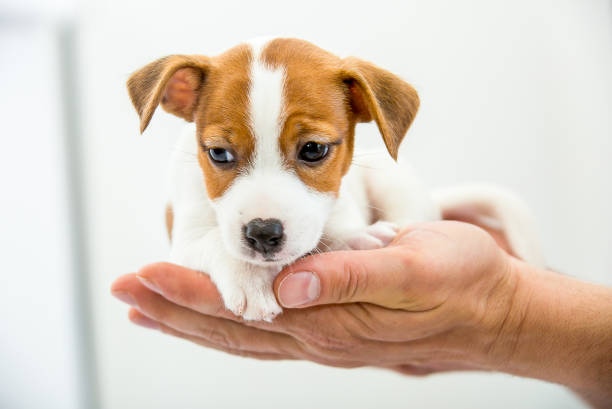 istock Little Jack Russell Terrier puppy. 1218827594
