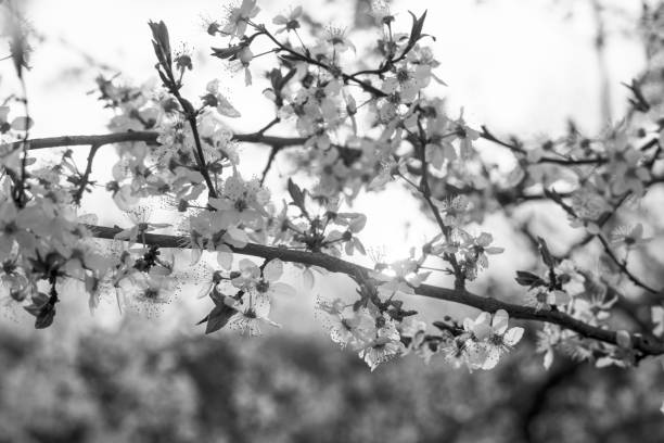 istock cherry flowers at sunrise 1218828506