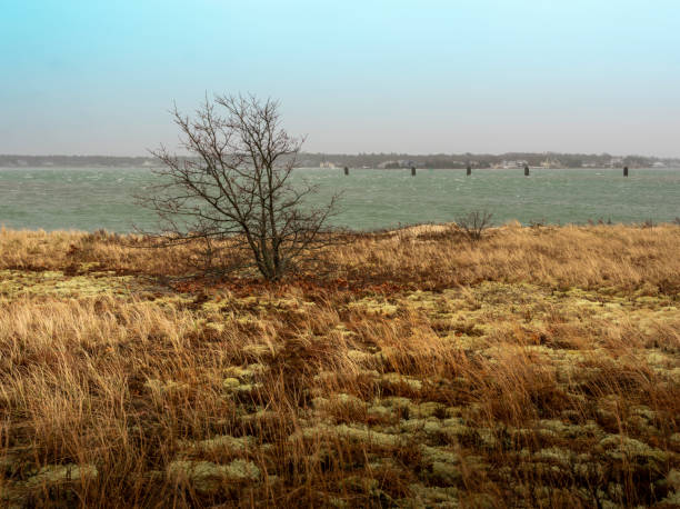 Barren tree on a top of a rocky, snowy hill, with a winter landscape of rolling hills with barren trees in the backround on a foggy winter morning. Fog and heavily difused light are creating a feel of solitude and sadness.