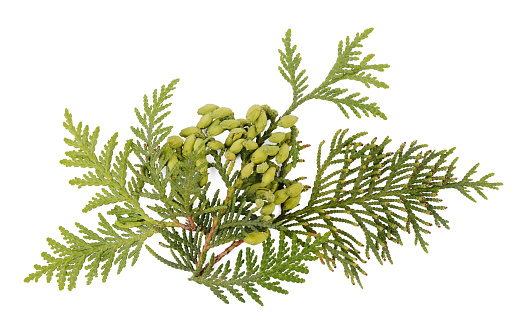 Fresh green thuja (Chinese arborvitae, white cedar) branch, seeds and foliage isolated on white background.