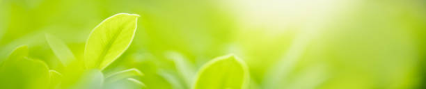 istock Close up beautiful nature view green leaf on blurred greenery background under sunlight with bokeh and copy space using as background natural plants landscape, ecology cover concept. 1218828877