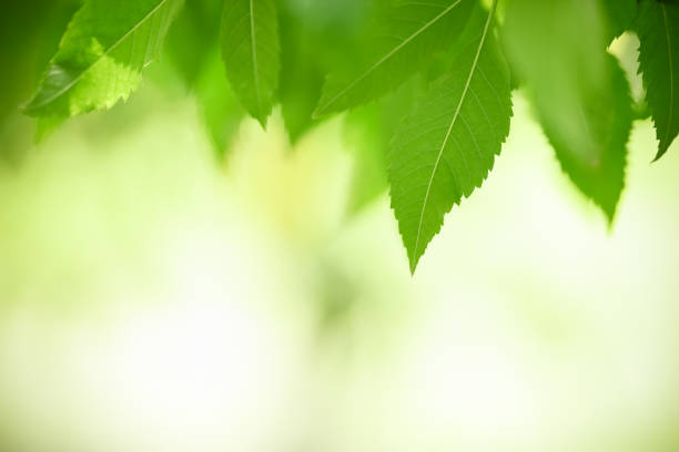 istock Close up of beautiful nature view green leaf on blurred greenery background under sunlight with bokeh and copy space using as background natural plants landscape, ecology wallpaper concept. 1218828886