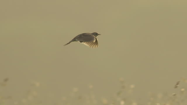Eurasian skylark flying above grassy field