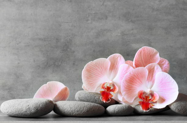 istock Spa stones on gray background with orchids. 1218830207